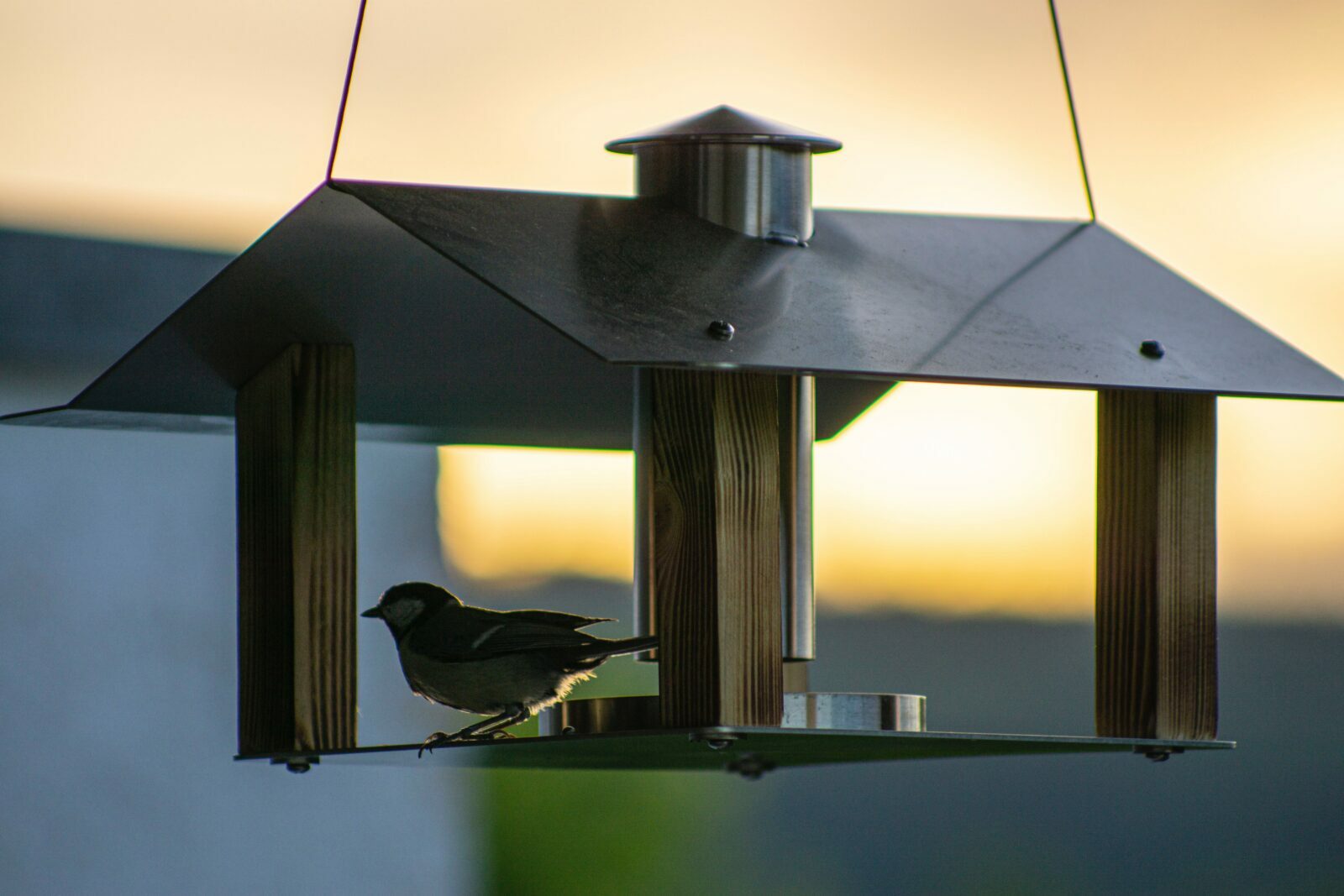 black bird on gray bird feeder