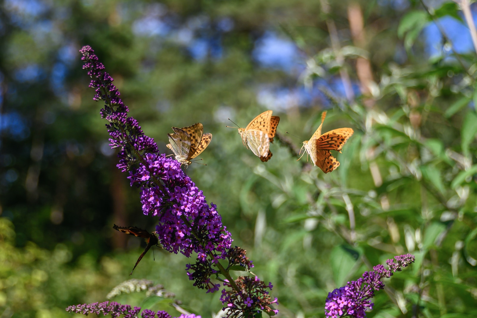 brown butterfly perched on purple flower during daytime